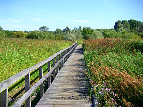 Sdlicher Priwall Wanderweg durch das Naturschutzgebiet an der Ptenitzer Wiek02