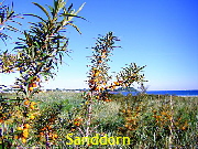 Sanddorn auf dem Priwall bei Travemnde am Strand02